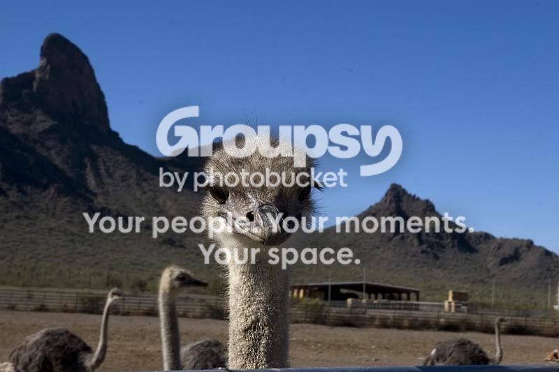ostrich.jpg