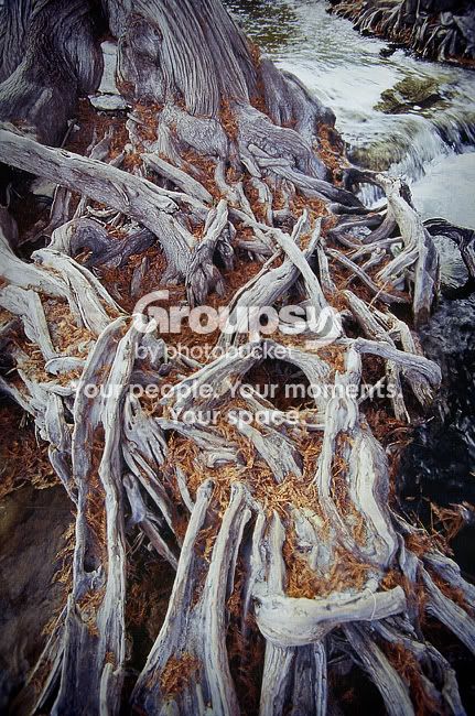 roots-velvia-sm.jpg