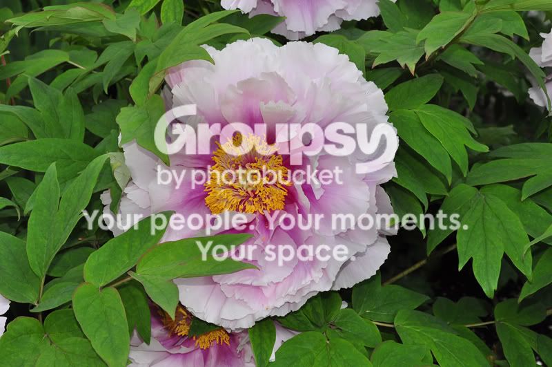 PeonyTreeFlowerresized.jpg