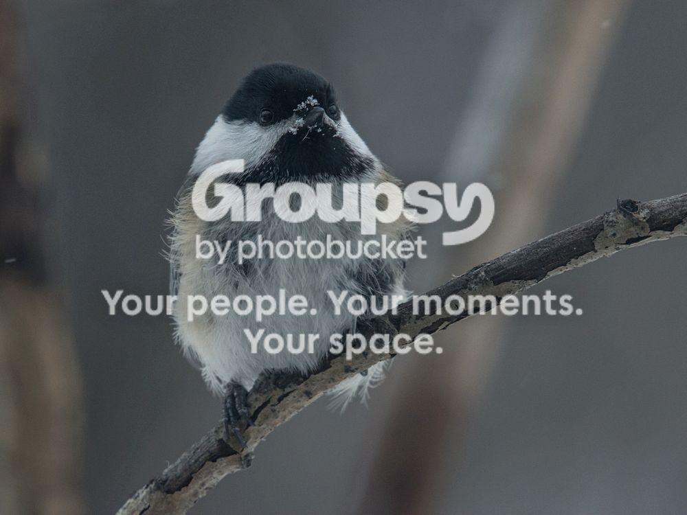 Chickadee%204%20Jan%202017_zpszsdf4p0i.jpg