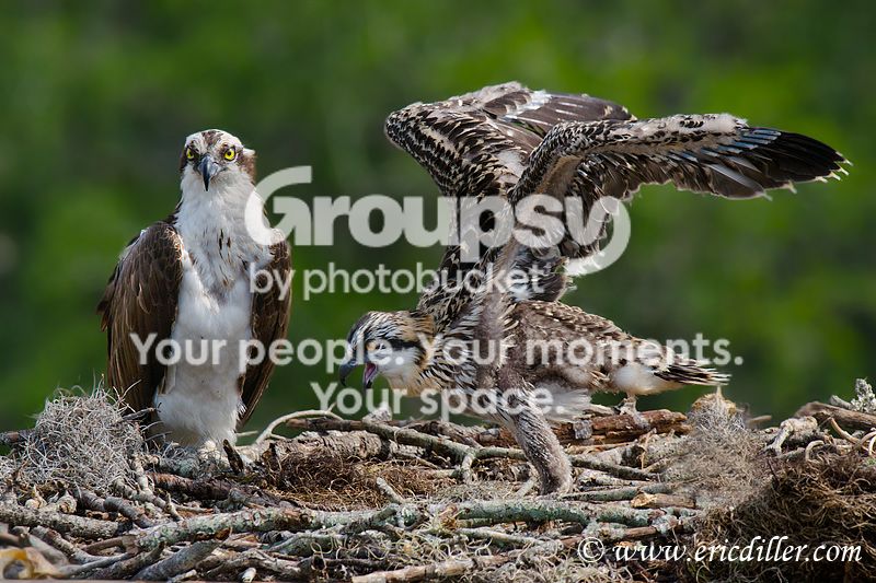 _ECD6453-copy800.jpg