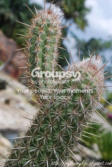 CACTUS5_0212.jpg