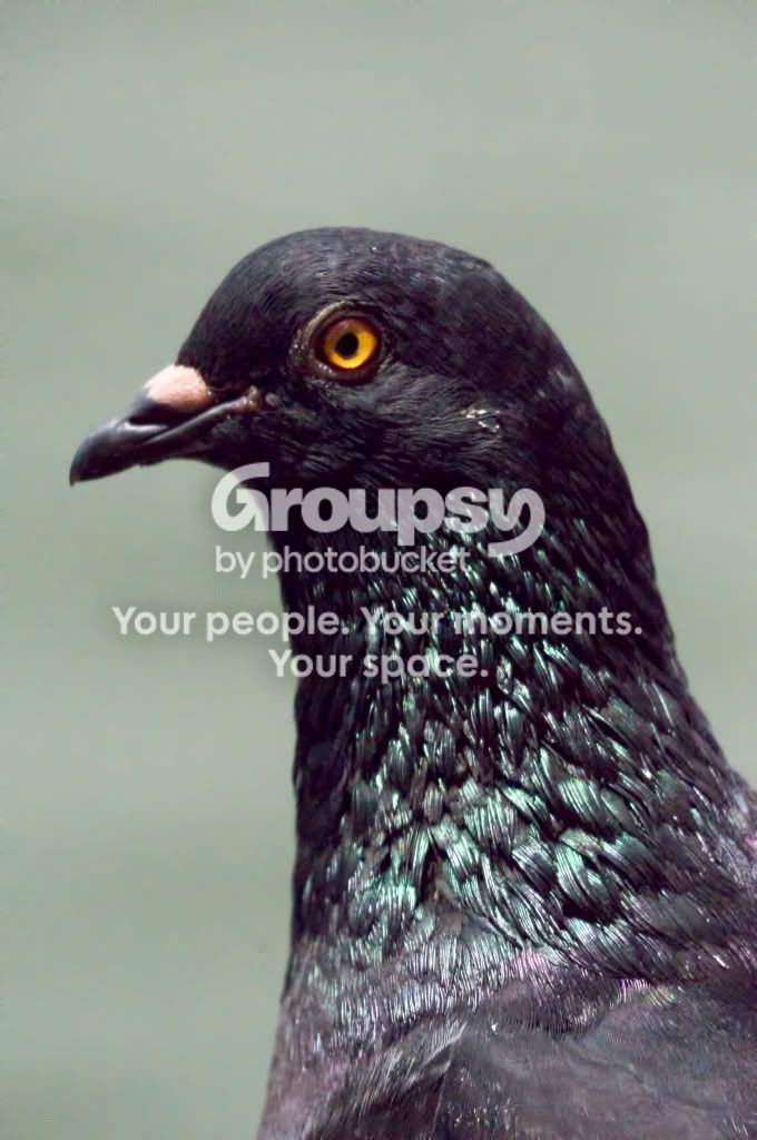 Bird_2.jpg