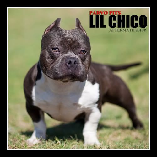 CHICO3-1.jpg