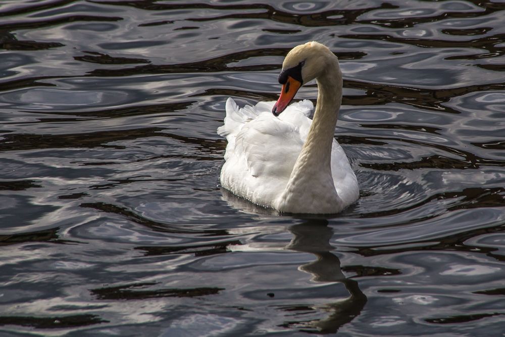 swan1_zps5472fc9c.jpg