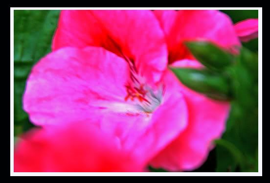 flowerpink1.jpg