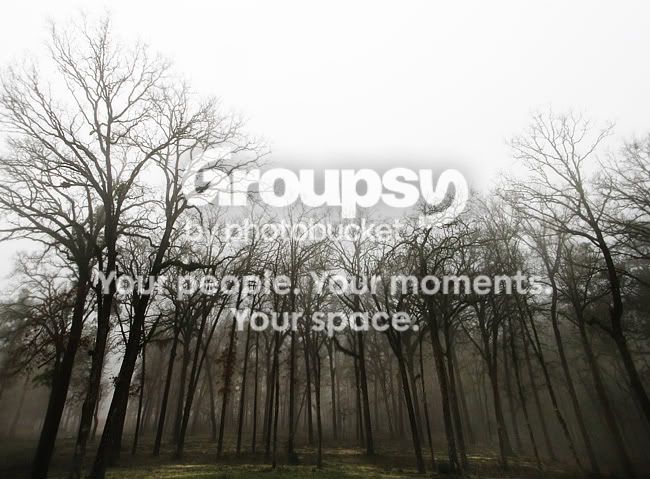foggytrees-sm.jpg