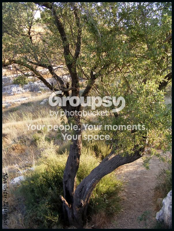 tree.jpg
