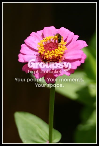 flower2.jpg