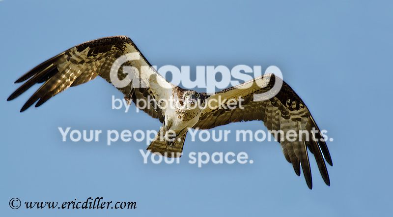 _ECD4856-copy800.jpg
