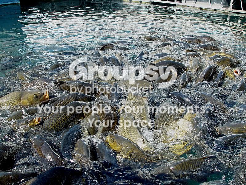 fish_lips6.jpg