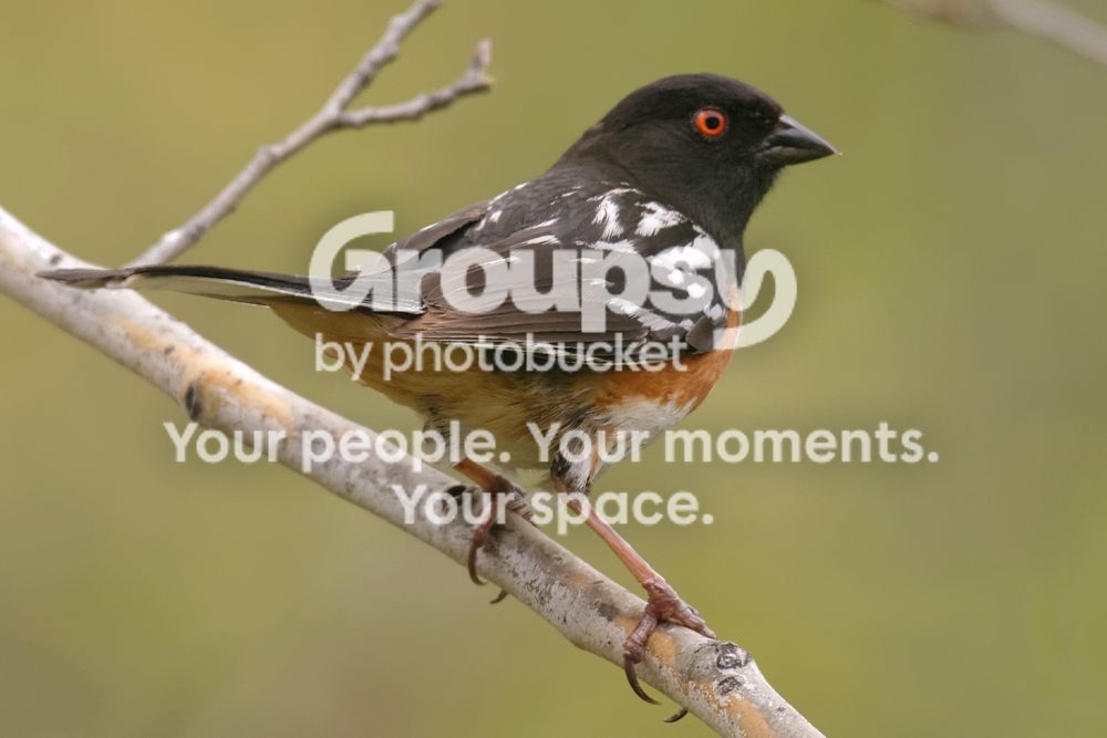 Spottedtowhee3_zpsf39fbf48.jpg