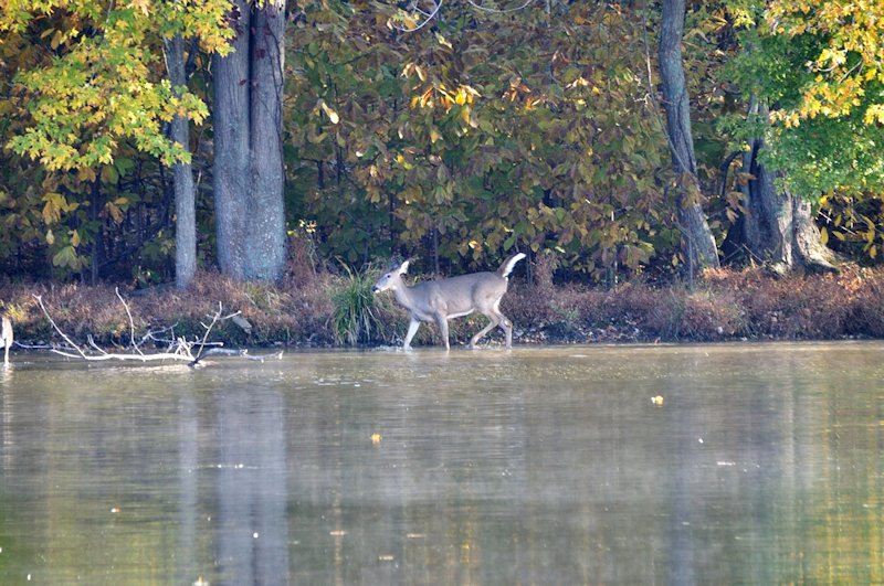 deer01.jpg