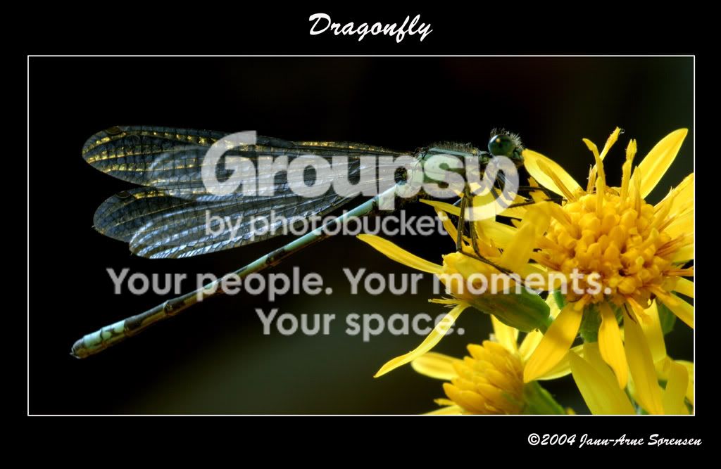 Dragonfly3.jpg