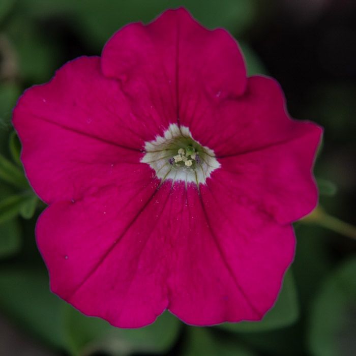 garden26-6_-4.jpg