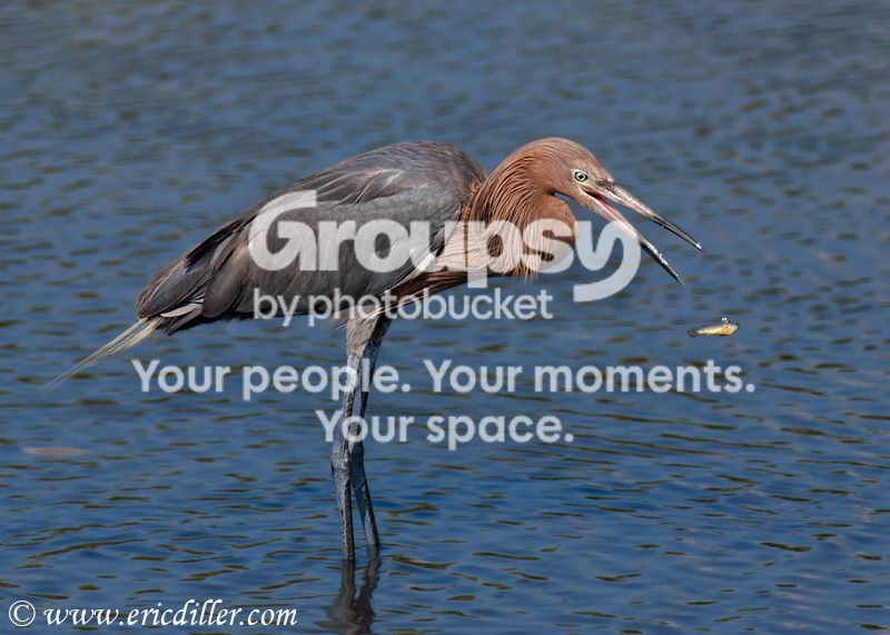 _ECD1417-copy800.jpg