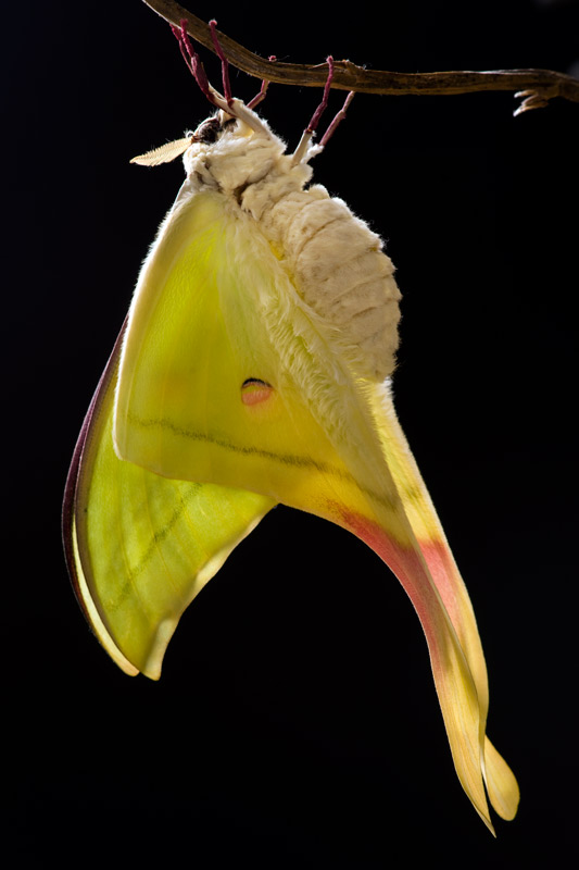 moon_moth_17_800.jpg