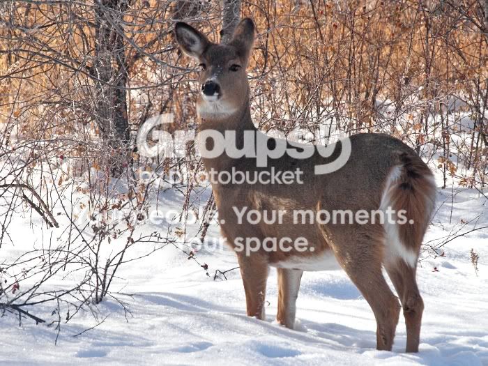 Whitetail.jpg