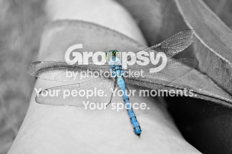 dragonfly2.jpg