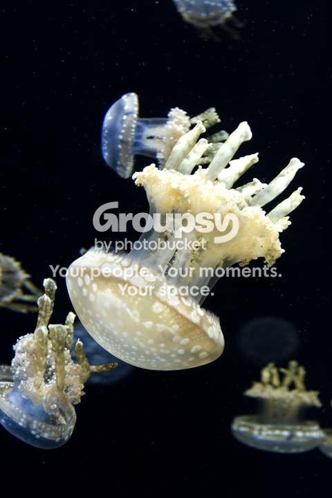 jelly4.jpg