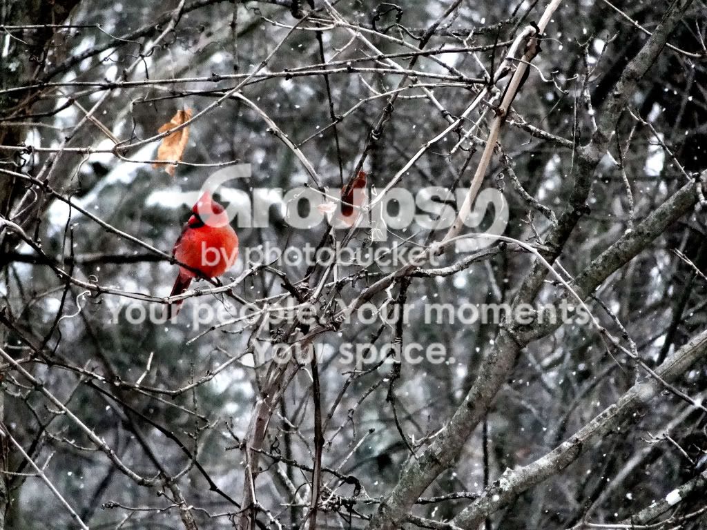 Cardinal2.jpg