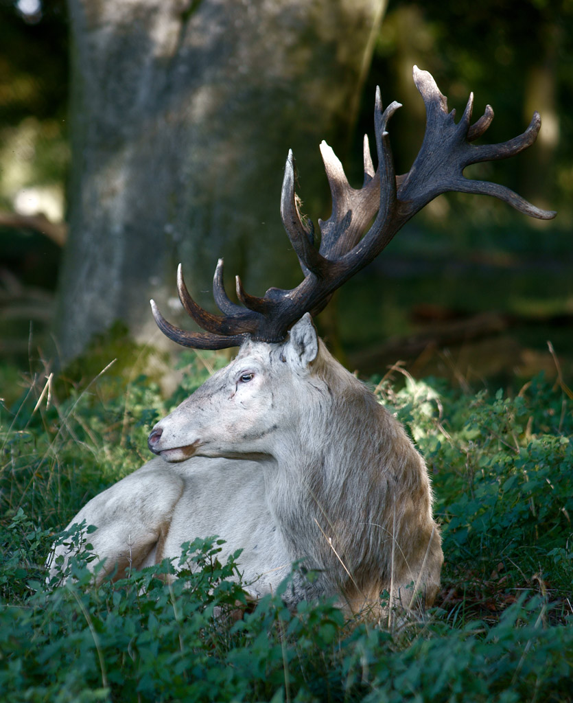 deer_24.jpg