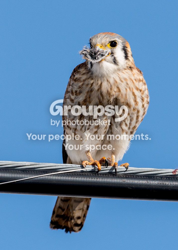 kestrel1_zpsdcbb63b1.jpg~original