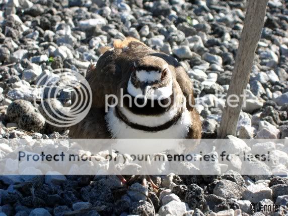 mommakildeer5.jpg