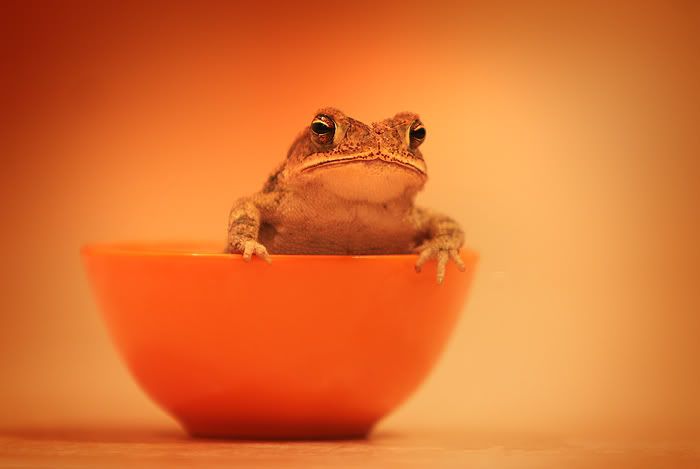 mrtoadbowl3-sm.jpg