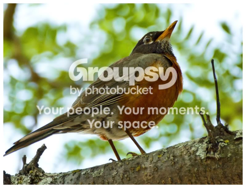Bird_2.jpg