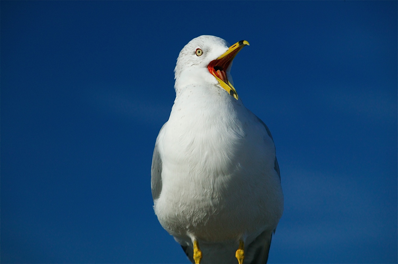 gull2.jpg