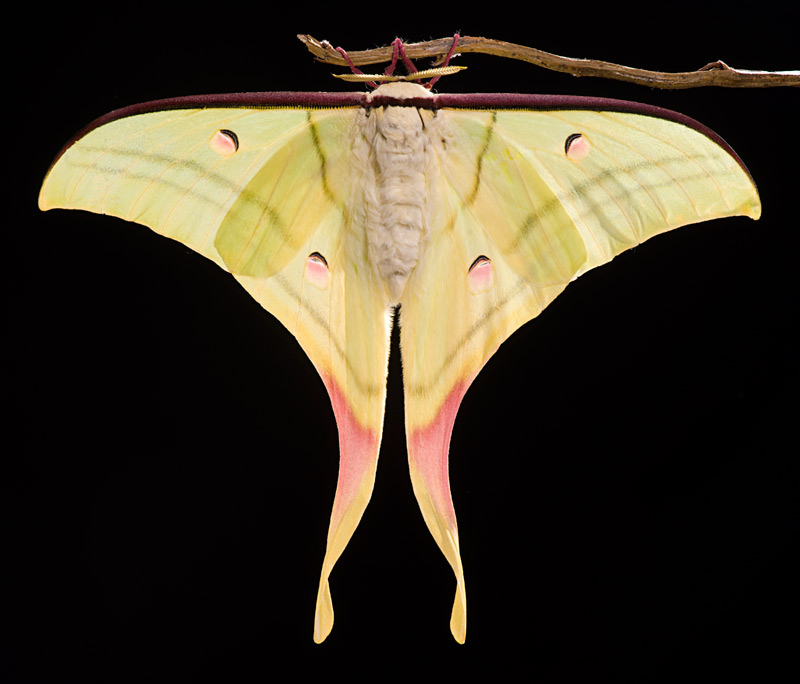moon_moth_22_800.jpg