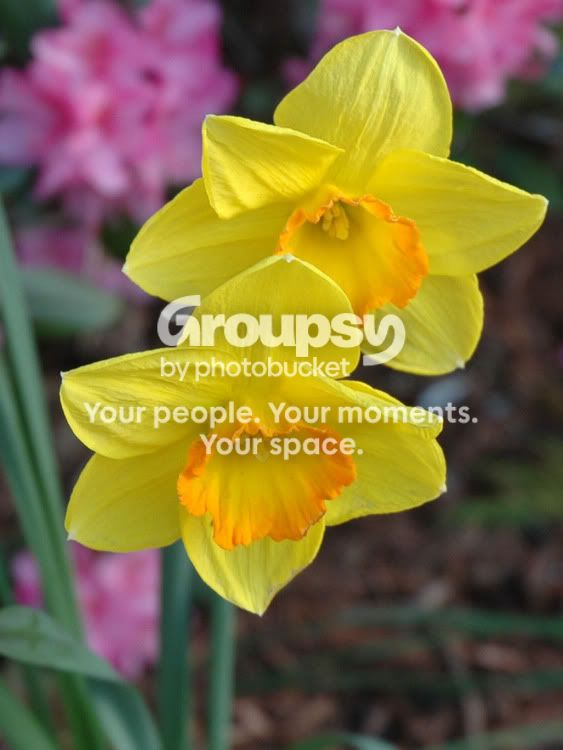 Daffs.jpg