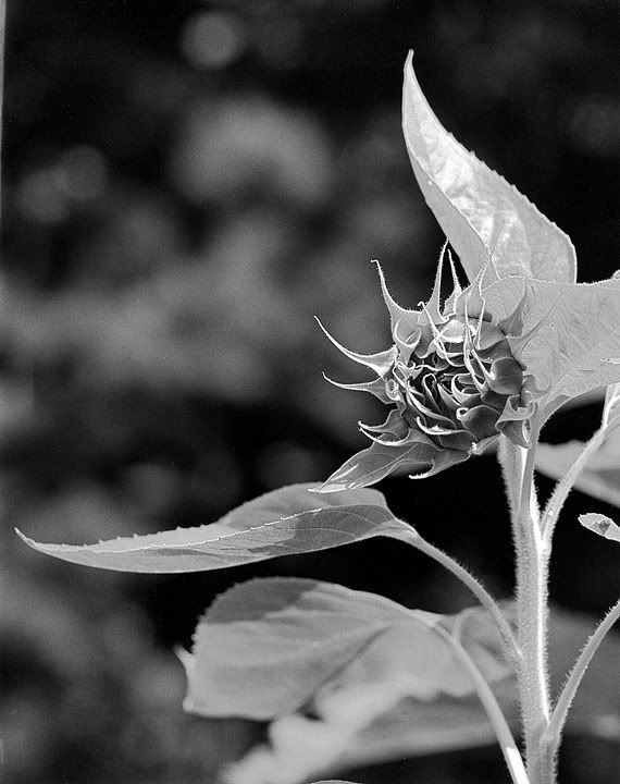 sunflowerbud.jpg