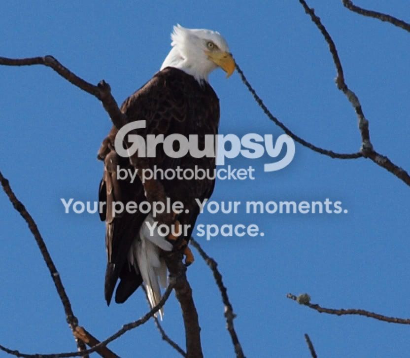 neweaglezoom_edited-1.jpg