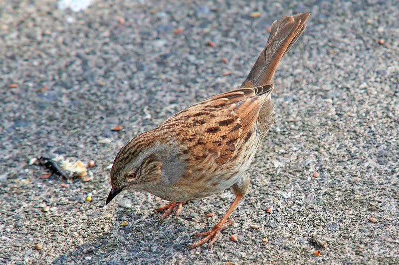 H-Sparrow.jpg