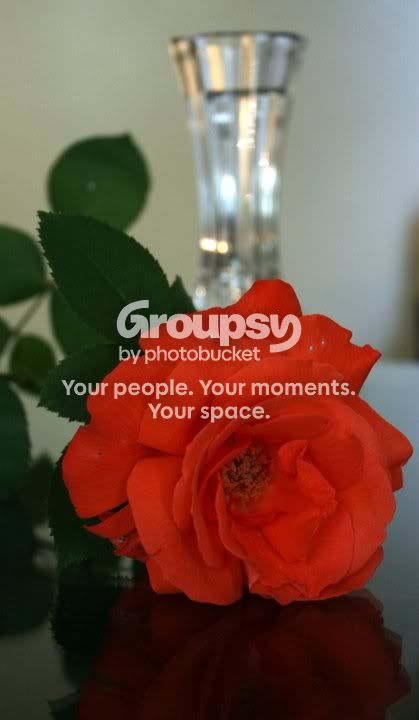 roseandvase.jpg