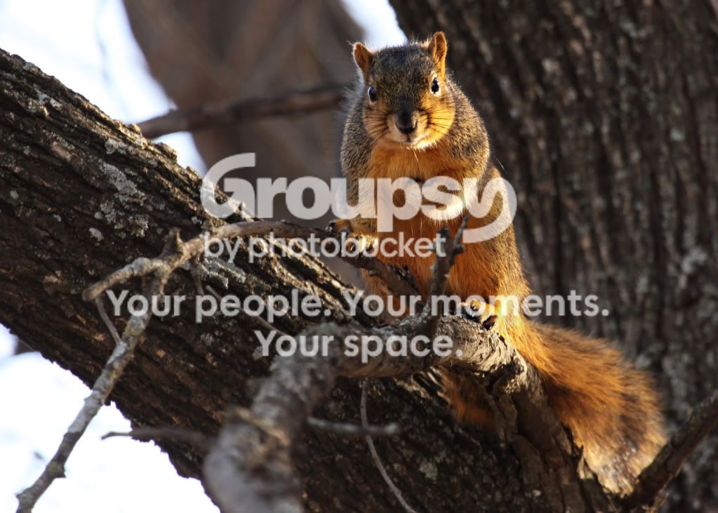 nuts.jpg