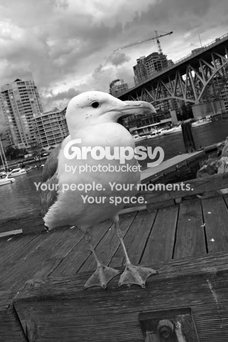 gull.jpg