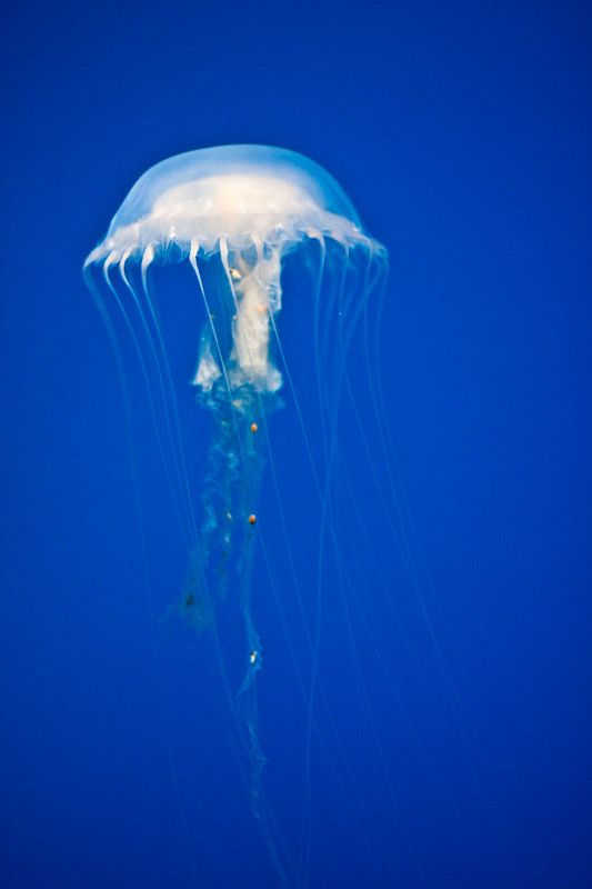 5881027215_6ff65aaae6_b.jpg