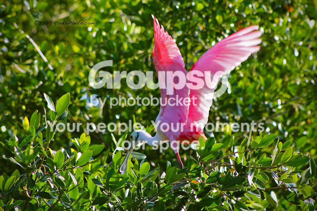 RoseateSpoonbillWingsUpWM.jpg