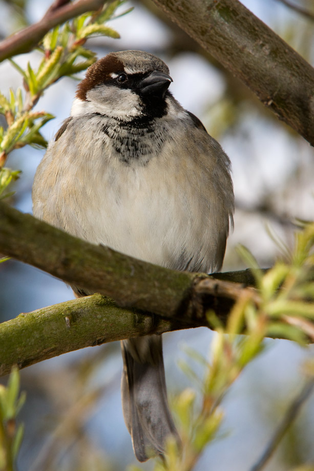 sparrow_06.jpg