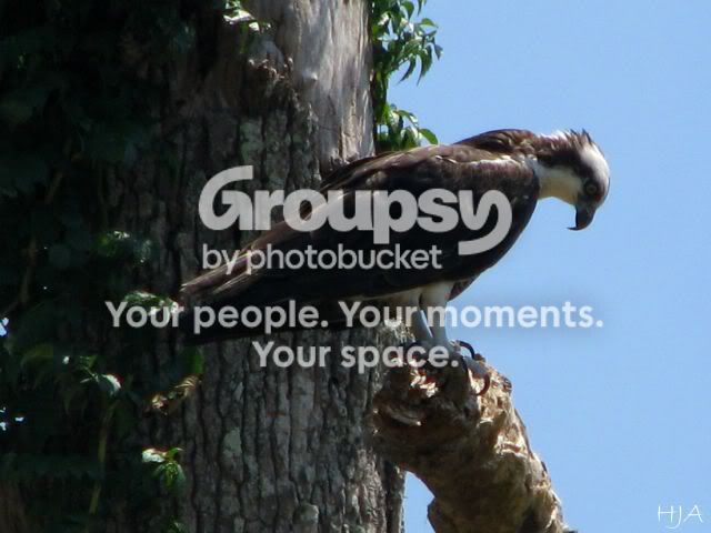 OSPREY3.jpg