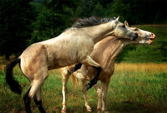 Horses6-1.jpg