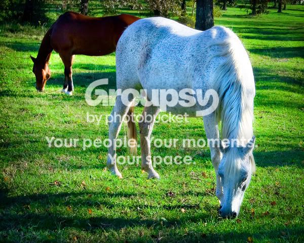 twograzing-sm.jpg