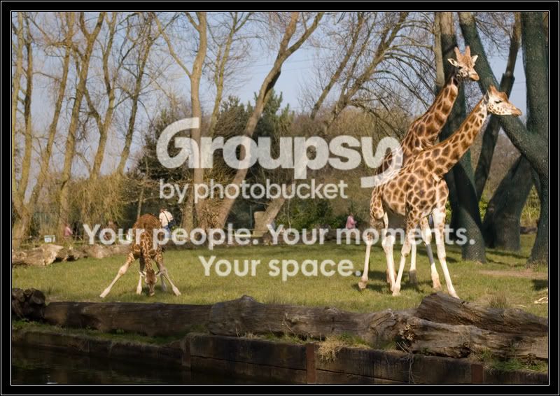 giraffebaby.jpg