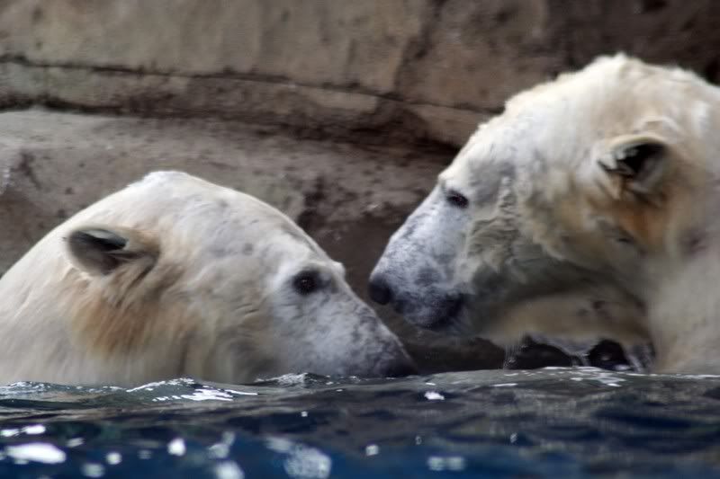 polarbears.jpg