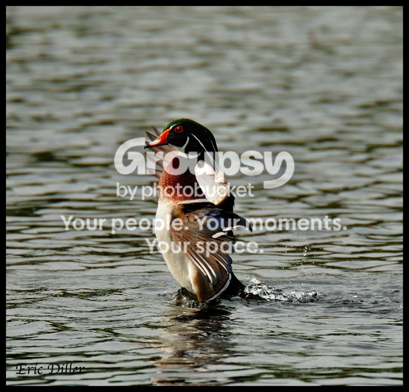 ECD_6619nx2copy.jpg