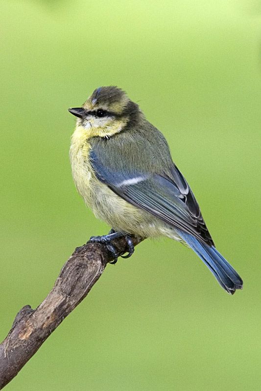 BlueTit2.jpg