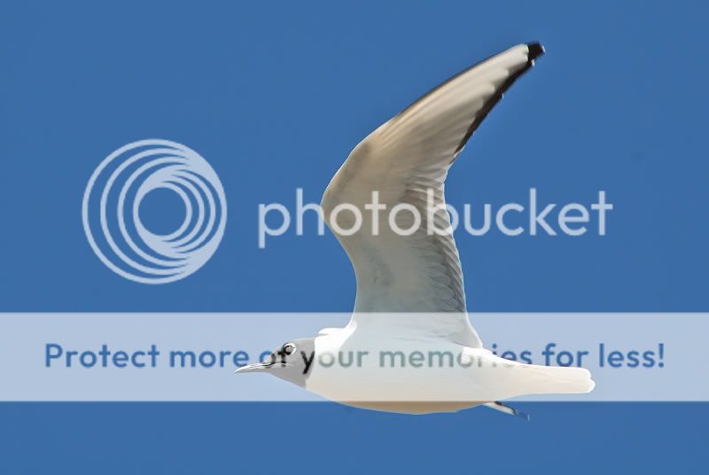 websz0434.jpg